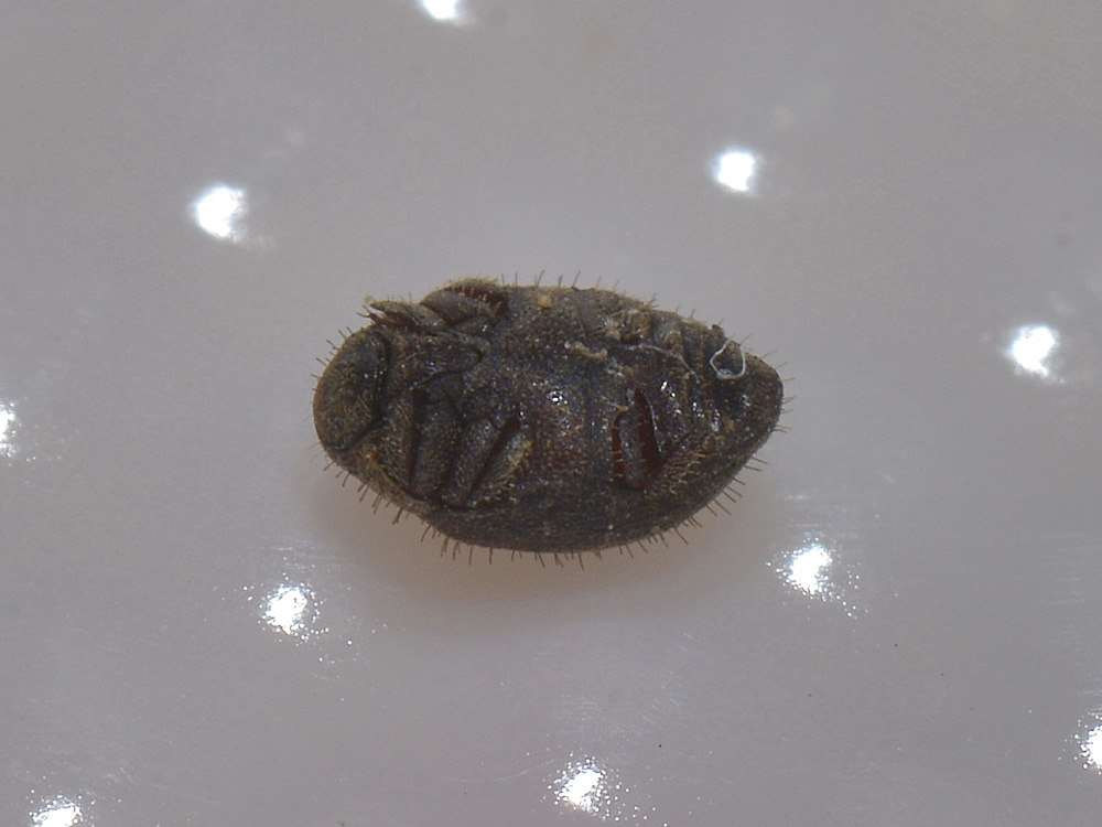 Cosa potrebbe essere? Curimopsis maritima (Byrrhidae)